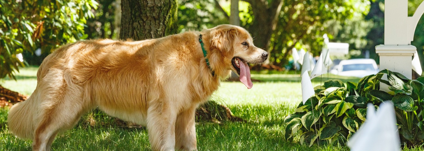 DogWatch of Mid-Florida, Ocala, Florida | Outdoor Hidden Dog Fences Slider Image