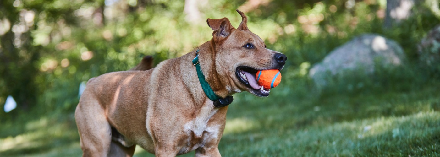 DogWatch of Mid-Florida, Ocala, Florida | ProFenceX Slider Image